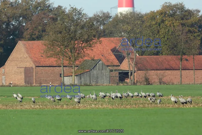 : Common Crane