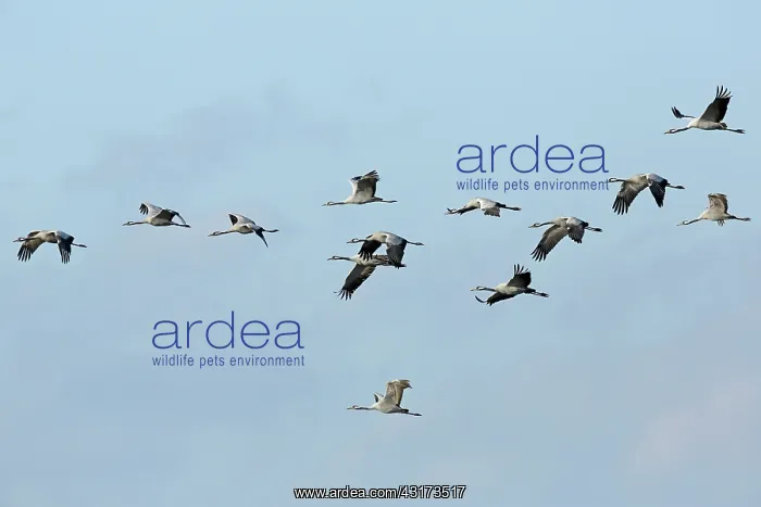 : Common Crane : Common Crane