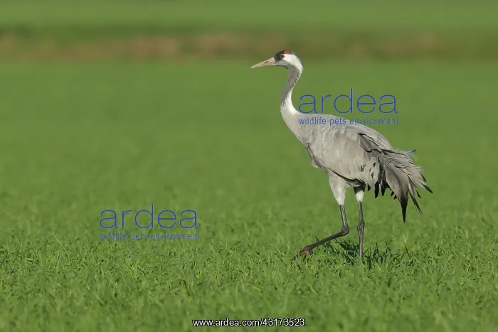 : Common Crane : Common Crane
