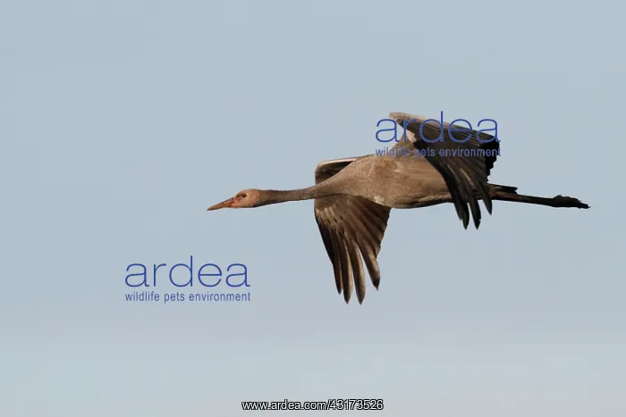 : Common Crane : Common Crane
