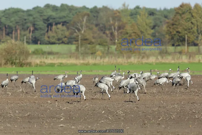 : Common Crane : Common Crane