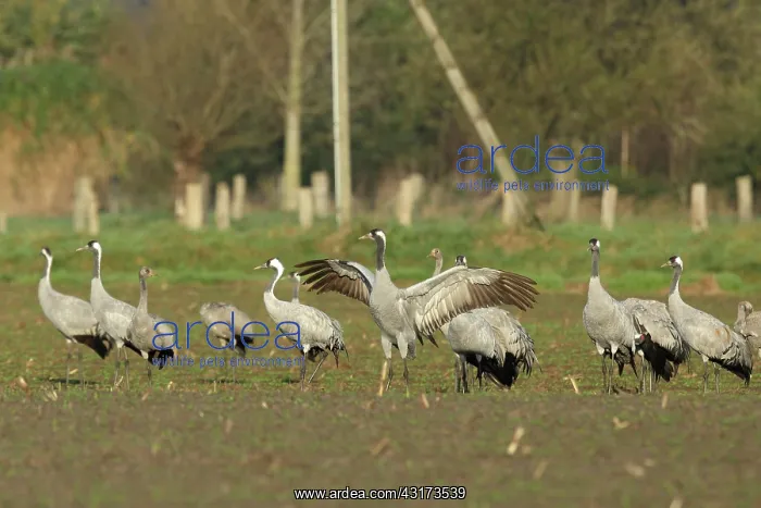 : Common Crane : Common Crane