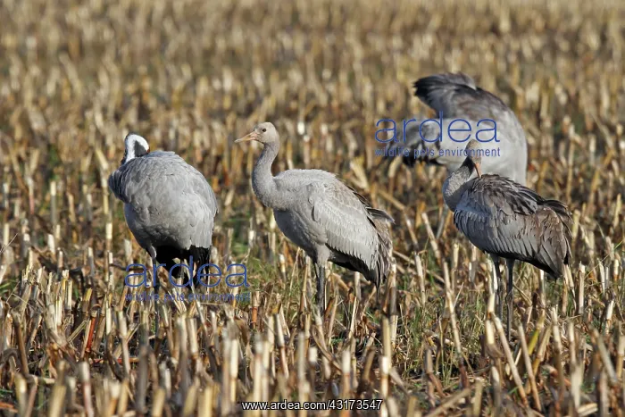 : Common Crane : Common Crane