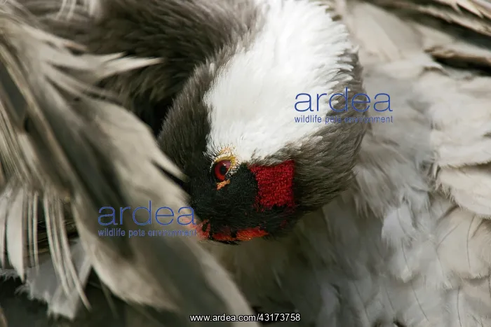  : Common Crane