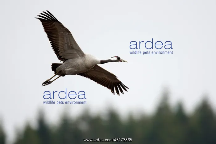 : Common Crane : Common Crane