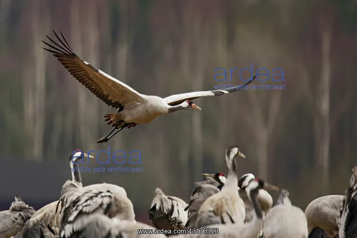 : Common Crane : Common Crane