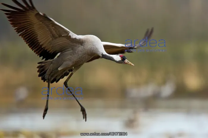  : Common Crane