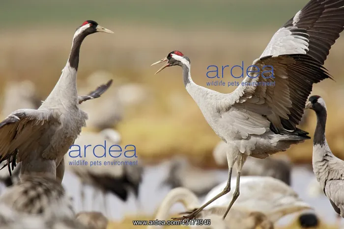  : Common Crane