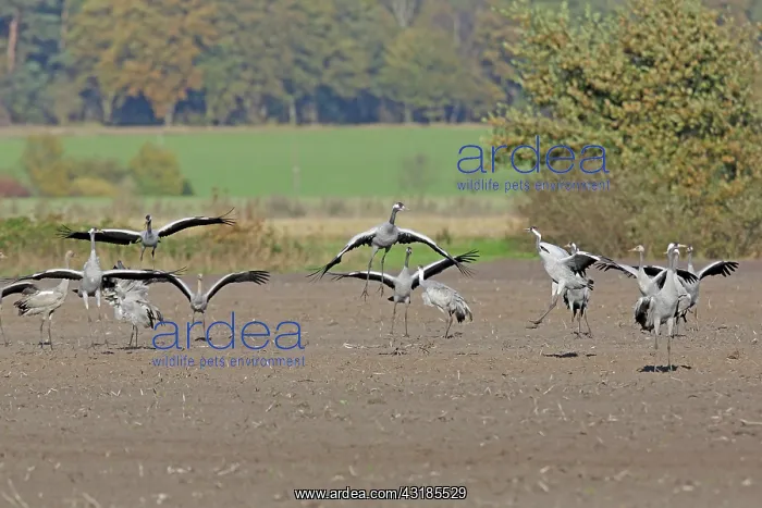 : Common Crane : Common Crane