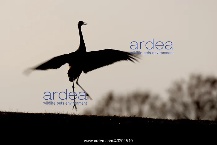 : Common Crane : Common Crane