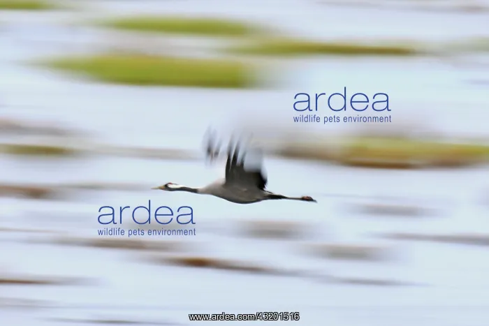 : Common Crane : Common Crane