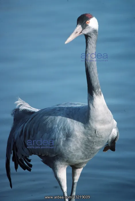 : Common CRANE : Common CRANE