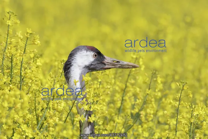 : Common Crane - adult bird standing in a flowering : Common Crane - adult bird standing in a flowering