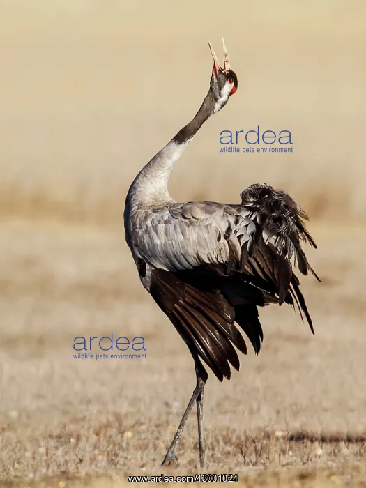 : Common Crane adult calling : Common Crane adult calling