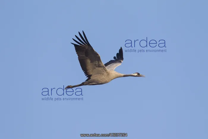 : Common Crane - adult crane in flight - Germany : Common Crane - adult crane in flight - Germany
