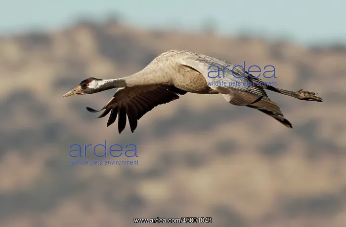 : Common Crane adult in flight : Common Crane adult in flight