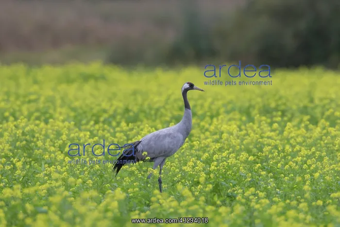 : Common Crane - bird in flowering mustard field - Germany : Common Crane - bird in flowering mustard field - Germany
