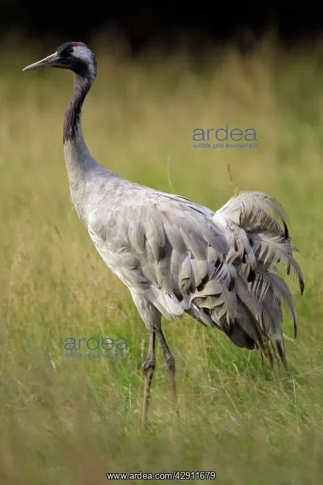 : Common Crane - bird standing on a meadow : Common Crane - bird standing on a meadow