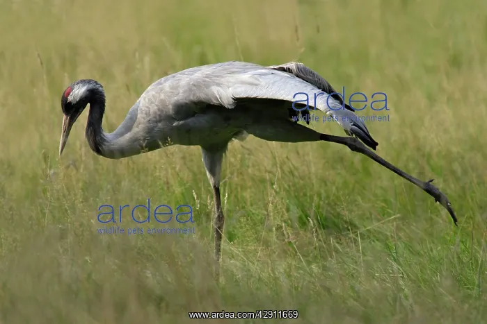 : Common Crane - bird stretching wing and leg muscles : Common Crane - bird stretching wing and leg muscles