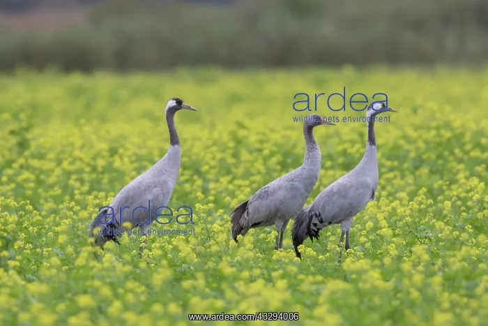 : Common Crane - birds in flowering mustard field - Germany : Common Crane - birds in flowering mustard field - Germany