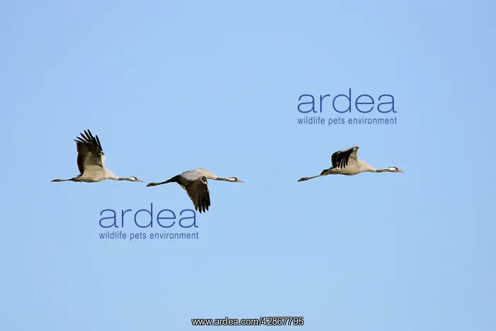 : Common Crane - Three birds flying : Common Crane - Three birds flying