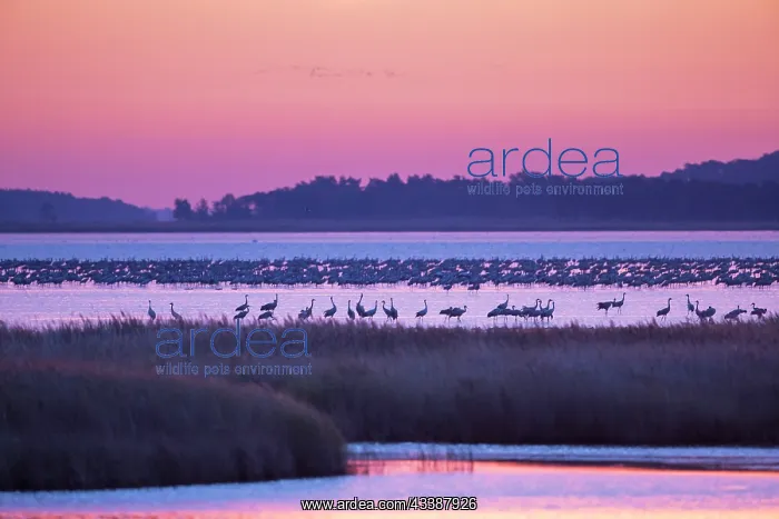 : Common Crane Bodden : Common Crane Bodden