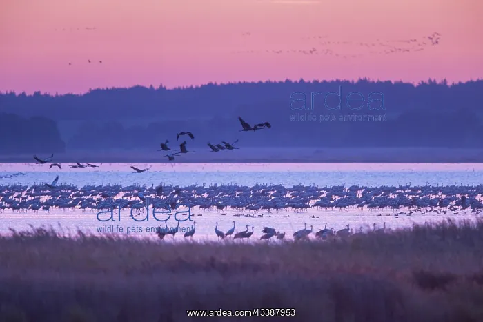 : Common Crane Bodden : Common Crane Bodden