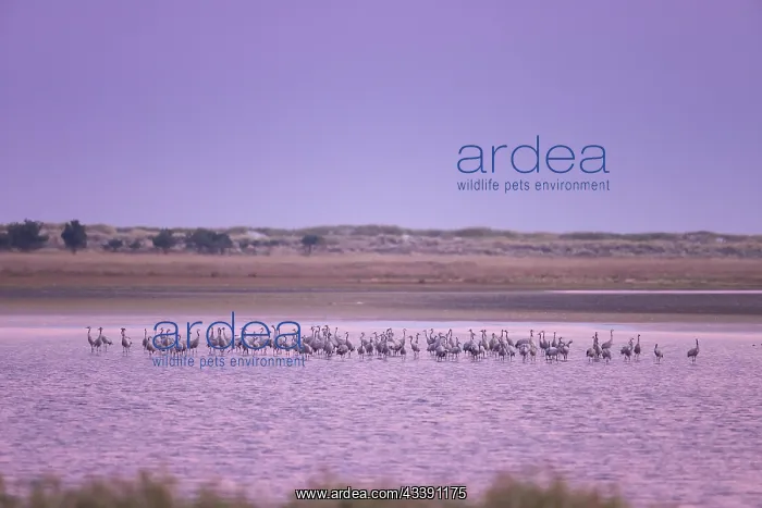: Common Crane Bodden : Common Crane Bodden