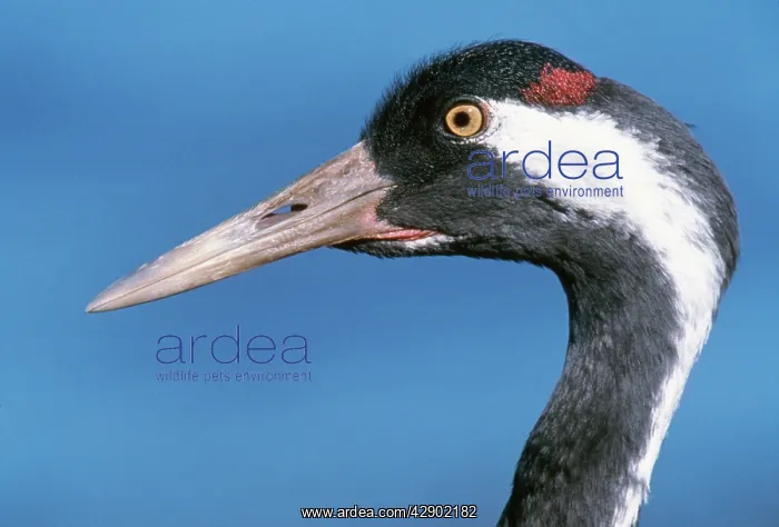 : Common Crane - close-up of head : Common Crane - close-up of head