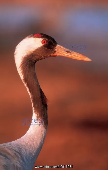 : Common CRANE - close-up of head : Common CRANE - close-up of head