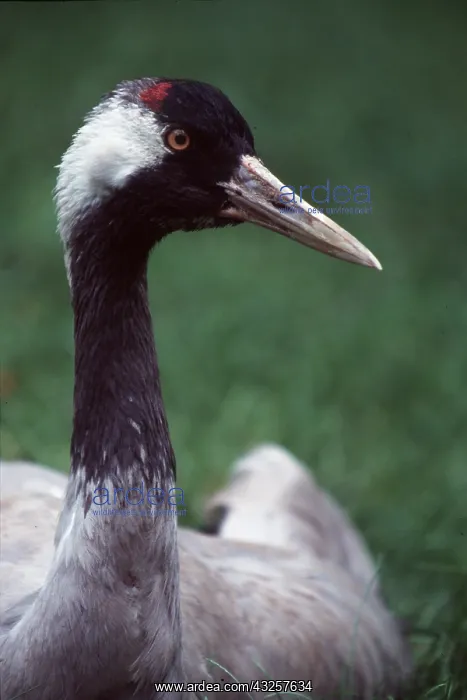 : Common CRANE - close-up of head : Common CRANE - close-up of head