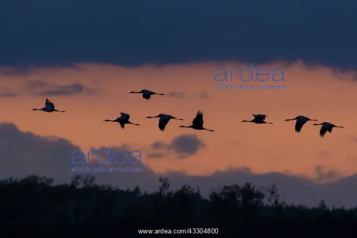 : Common Crane - cranes in flight - Mecklenburg Western : Common Crane - cranes in flight - Mecklenburg Western
