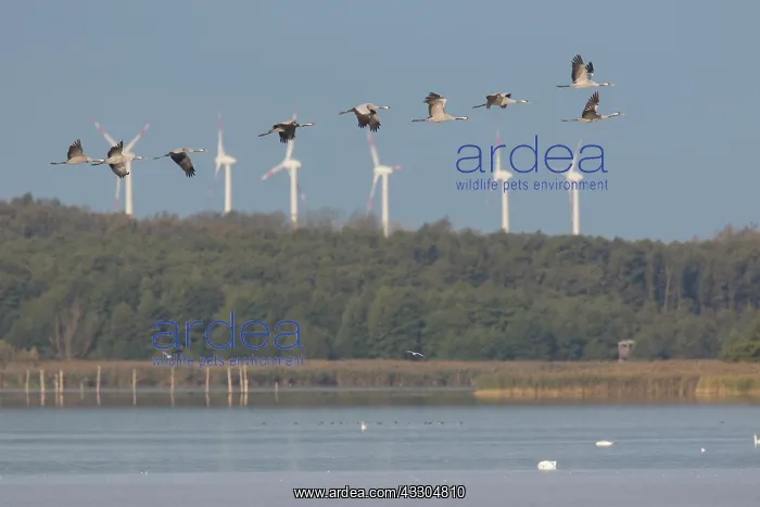 : Common Crane - cranes in flight - Mecklenburg Western : Common Crane - cranes in flight - Mecklenburg Western