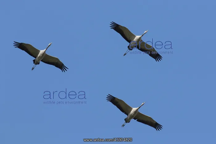  : Common Crane - cranes in flight - Mecklenburg Western