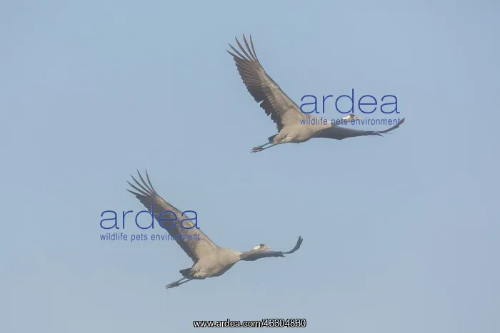 : Common Crane - cranes in flight - Mecklenburg Western : Common Crane - cranes in flight - Mecklenburg Western