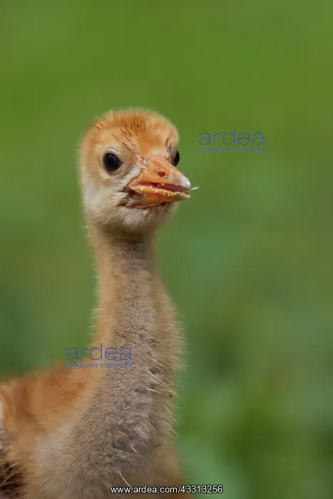 : Common Crane - ten day old chick : Common Crane - ten day old chick