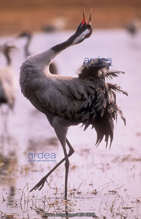 : Common CRANE - displaying in Spring : Common CRANE - displaying in Spring