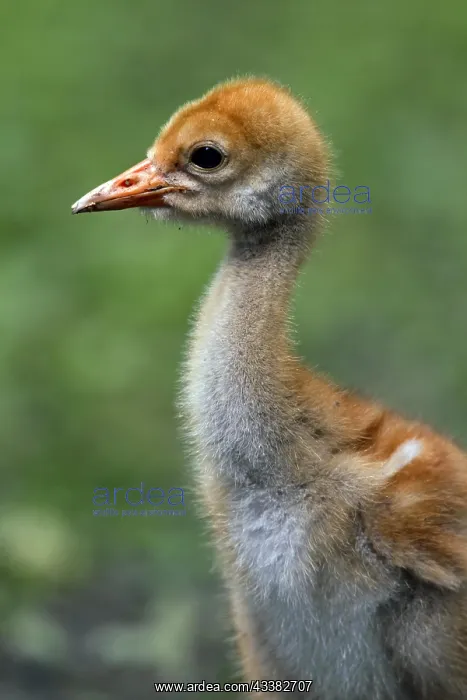 : Common Crane, Eurasian Crane (Grus grus) 10 day : Common Crane, Eurasian Crane (Grus grus) 10 day
