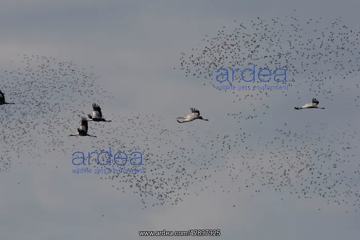 : Common Crane - in flight with Wood Pigeons & Doves : Common Crane - in flight with Wood Pigeons & Doves
