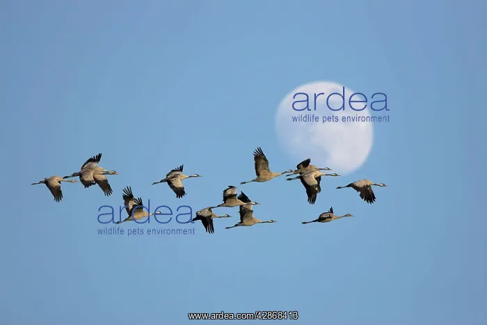: Common Crane - Flock of birds commuting to a roost : Common Crane - Flock of birds commuting to a roost