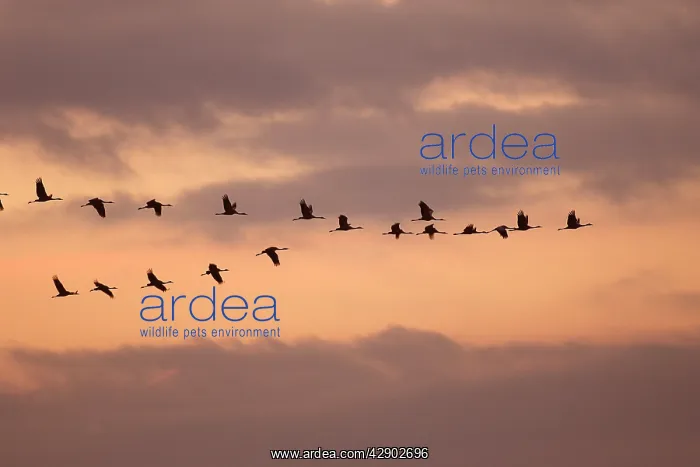 : Common Crane - flock in flight on migration - silhouetted : Common Crane - flock in flight on migration - silhouetted