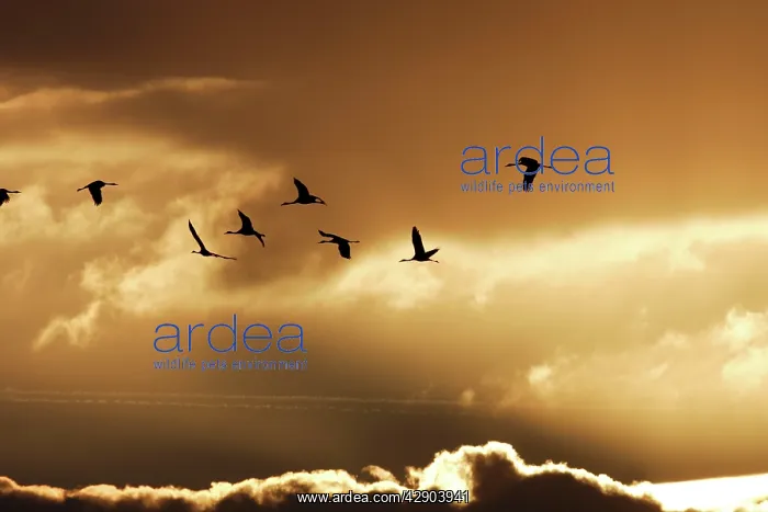 : Common Crane - flock in flight on migration - silhouetted : Common Crane - flock in flight on migration - silhouetted