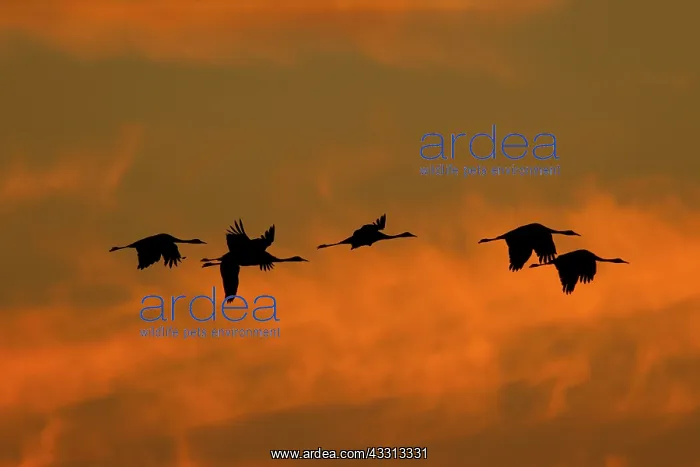 : Common Crane - flock in flight silhouetted against : Common Crane - flock in flight silhouetted against