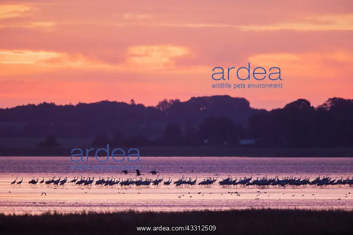  : Common Crane - flock at sleeping place in a shallow