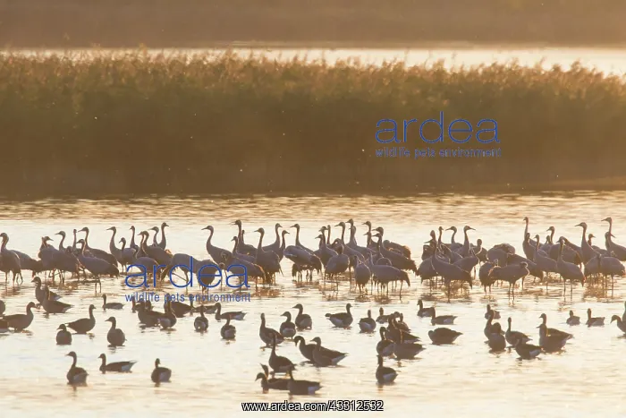 : Common Crane - flock at sleeping place in a shallow : Common Crane - flock at sleeping place in a shallow