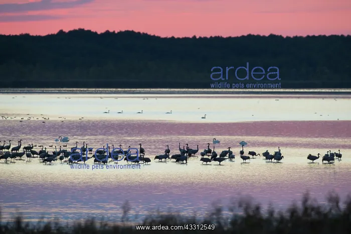  : Common Crane - flock at sleeping place in a shallow