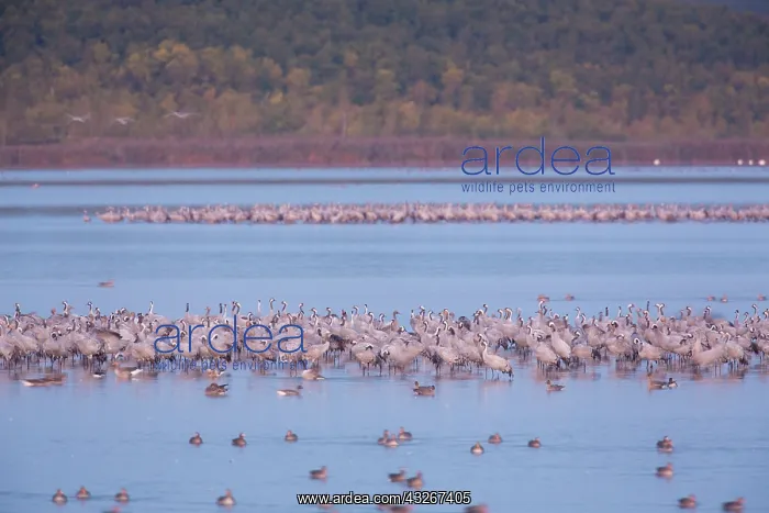 : Common Crane - flock spending the night in shallow : Common Crane - flock spending the night in shallow