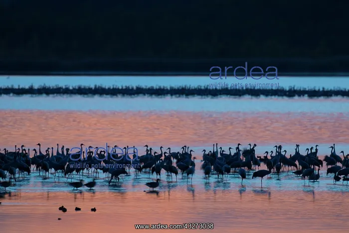 : Common Crane - flock spending the night in shallow : Common Crane - flock spending the night in shallow