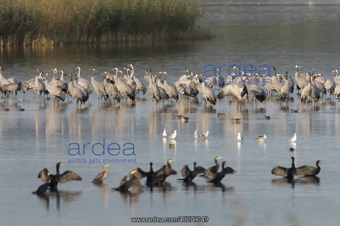: Common Crane - flock spending the night in shallow : Common Crane - flock spending the night in shallow