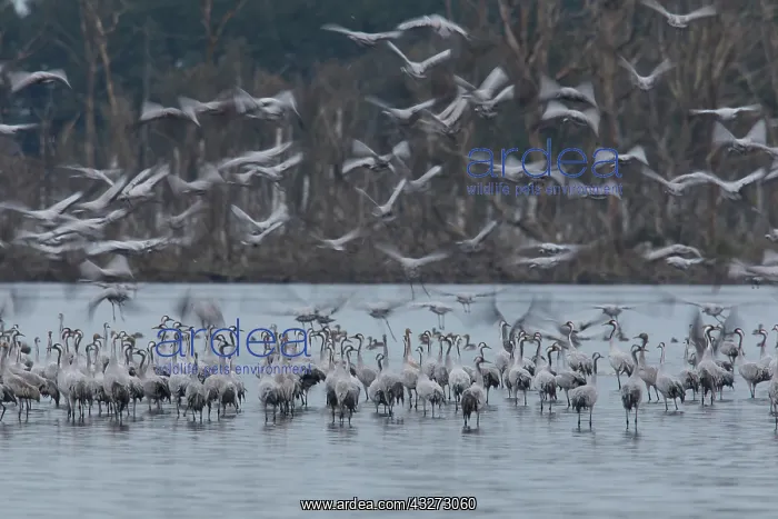 : Common Crane - flock spending the night in shallow : Common Crane - flock spending the night in shallow